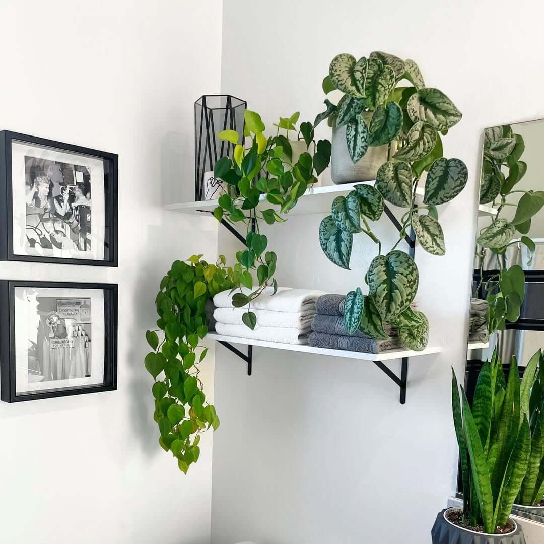 Trailing Plants Soften Stacked Towels on Shelves