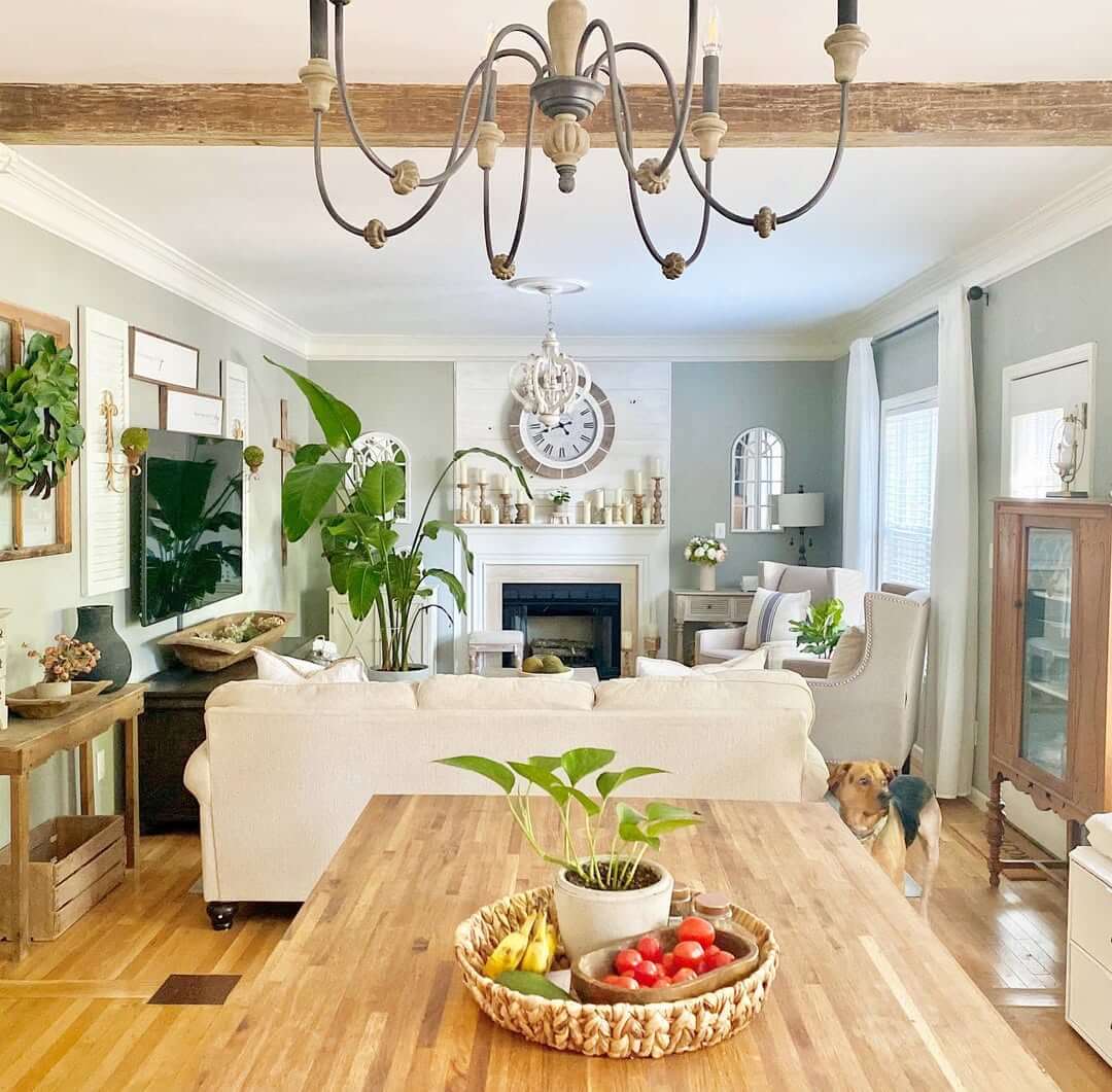 Large Bird of Paradise Plant Adds Lush Greenery to the Corner