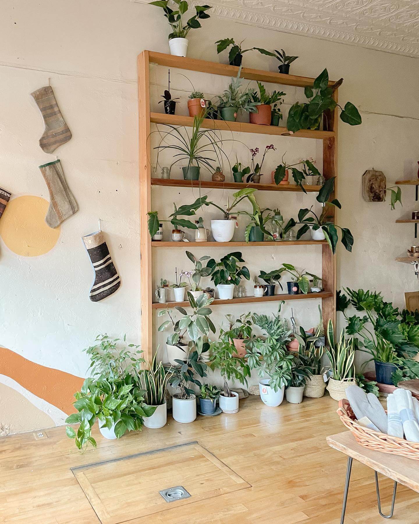 Natural Wood Shelving Levels Out a Plant Collection