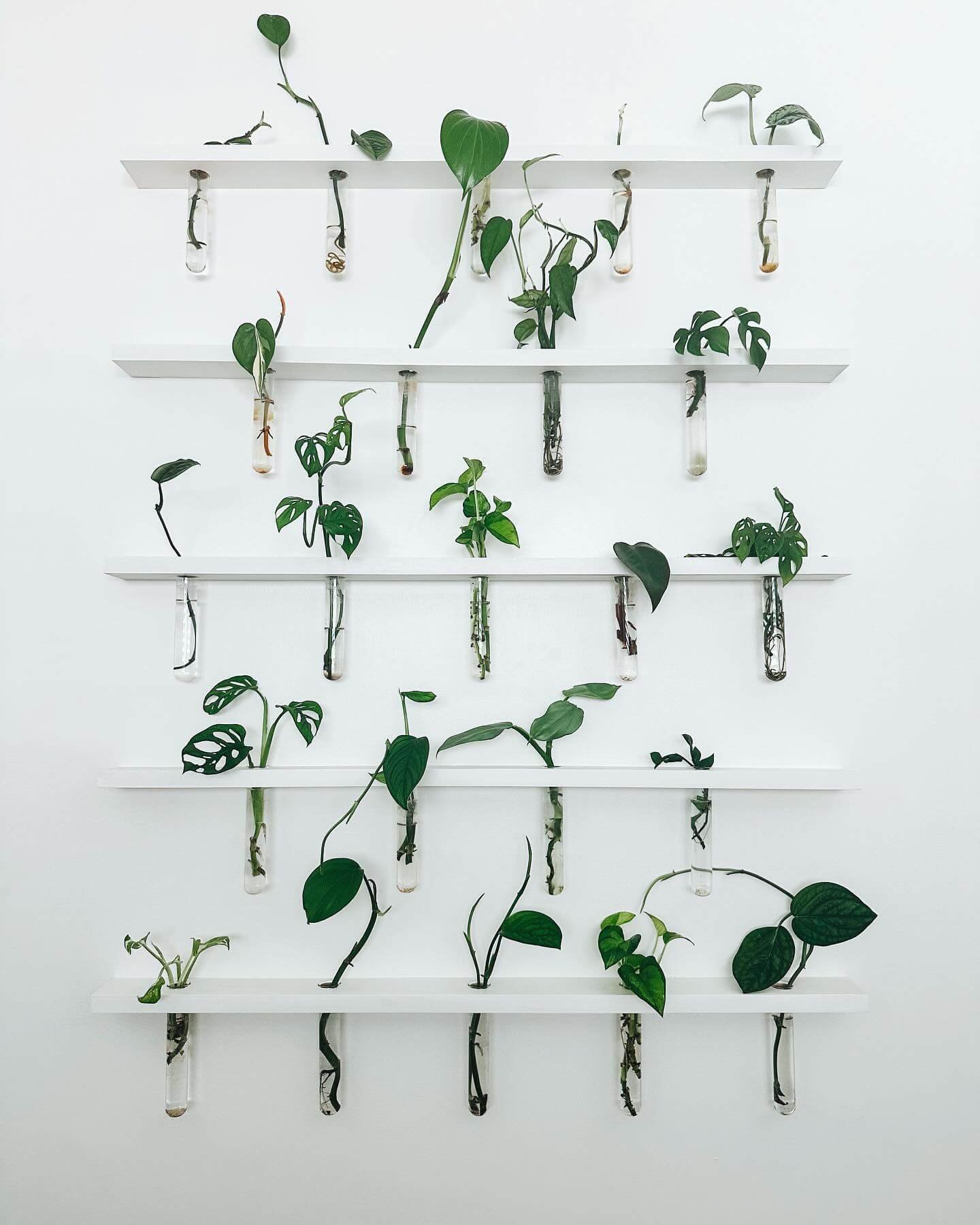 Test Tube Propagation Creates a Living Plant Art Installation