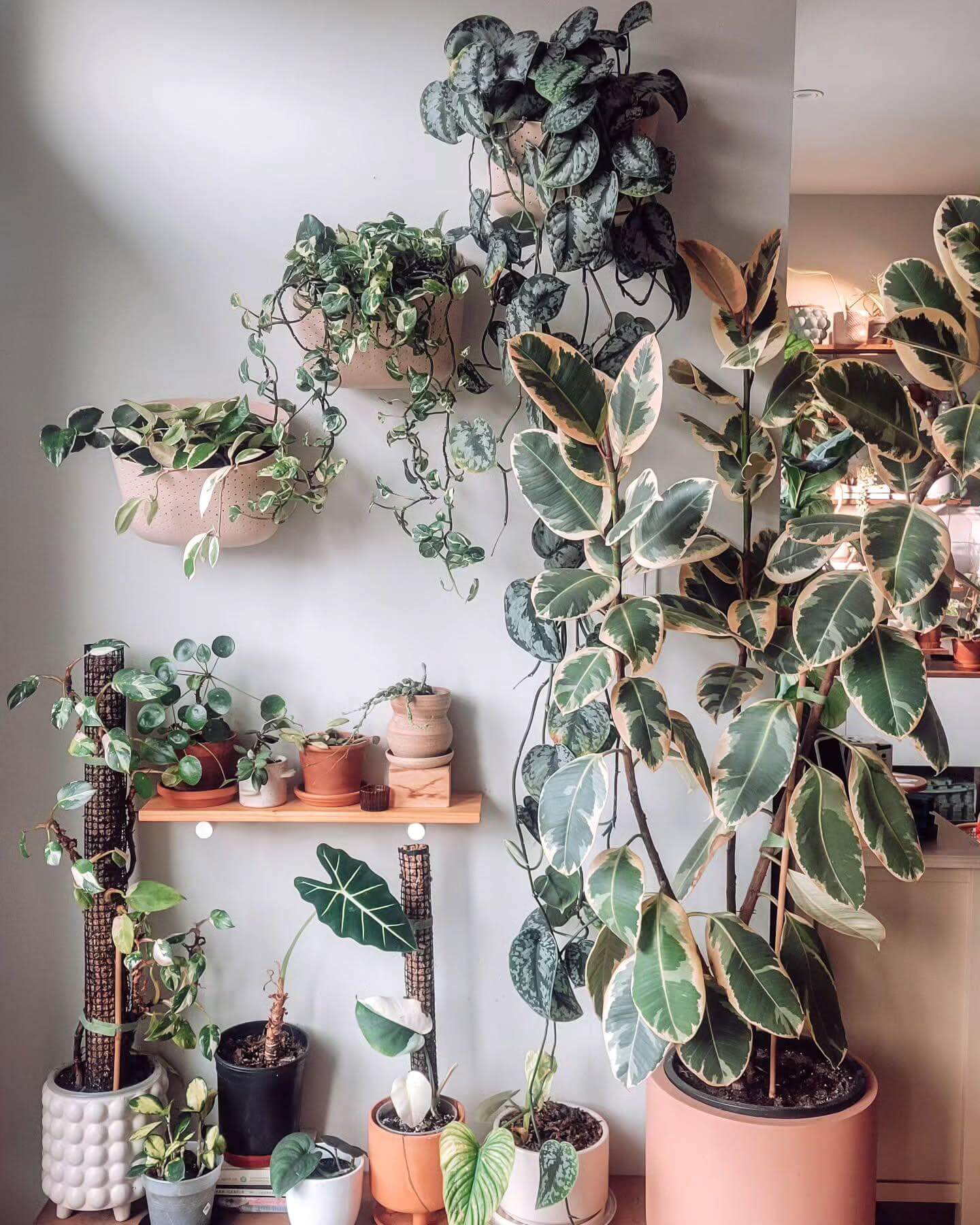 Wall-Mounted Planters for Cascading Greenery