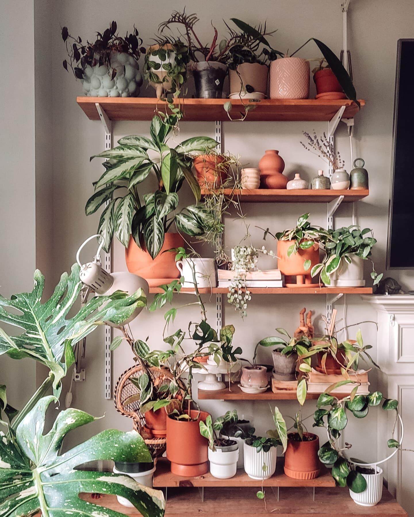 Terracotta Pots Create Warmth on Open Shelving